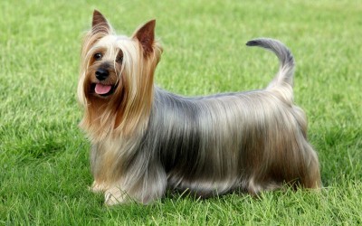 Australian-SIlky-Terrier