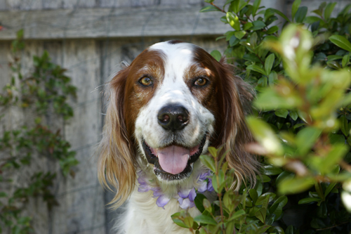 Dogs-in-indigenous-communit