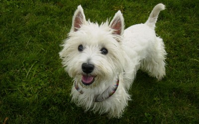 West-Highland-White-Terrier