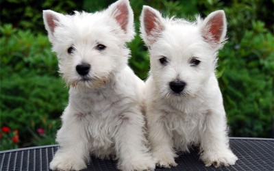 West-Highland-White-Terrier-puppies