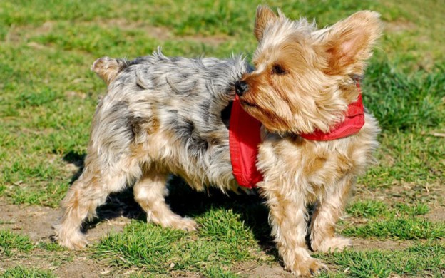 australian silky terrier