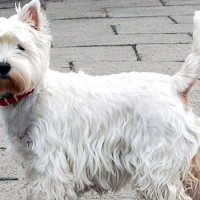 West-Highland-White-Terrier