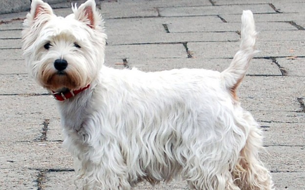 West-Highland-White-Terrier