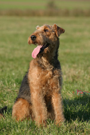 Airdale Terrier