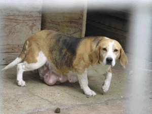 A beagle at a puppy farm