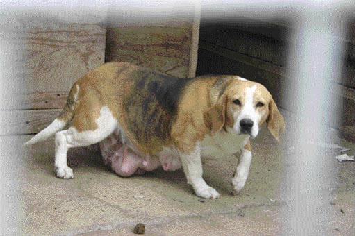 A beagle at a puppy farm