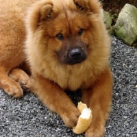 Chow Chow