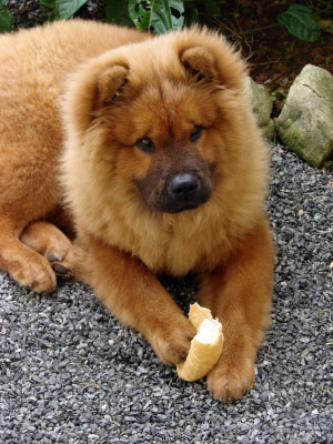 Chow chow best sale magazine