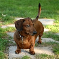 Dachshund