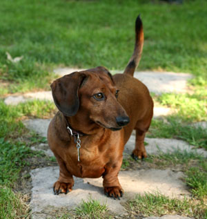 Dachshund