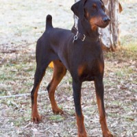 doberman pinscher