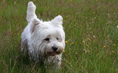 West-Highland-White-Terrier