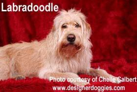 Breeding designer dogs