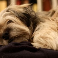 Lhasa Apso