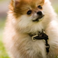 Pomeranian