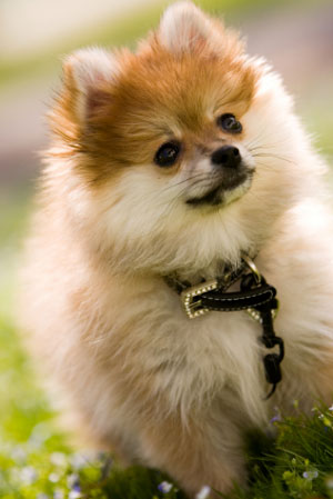 Pomeranian