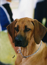 Rhodesian Dog
