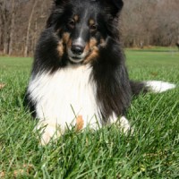 Shetland Sheepdog