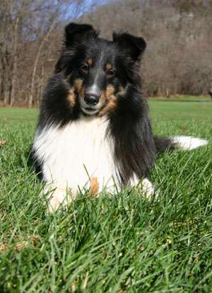 Shetland Sheepdog