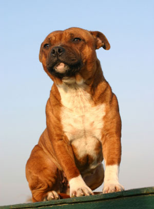 staffordshire bull terrier