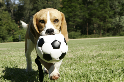 Exercising-With-Your-Pooch