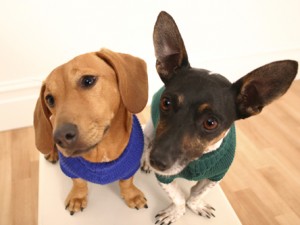 Healthy dog coat and skin - Dogslife. Dog Breeds Magazine