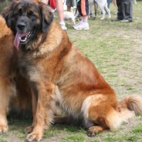Leonberger: Dog Facts, Breed Information and Care Advice