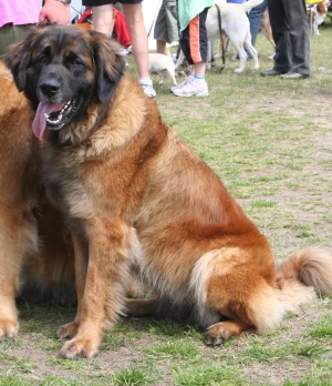 leonberger information