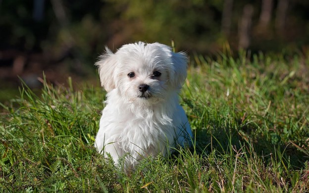 Maltese