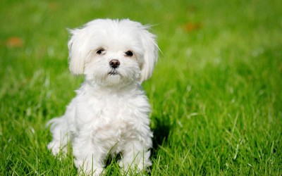 Maltese-dog