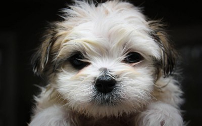 Maltese-puppy