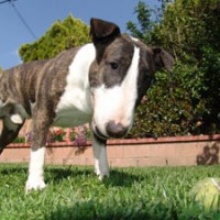 Bull Terrier