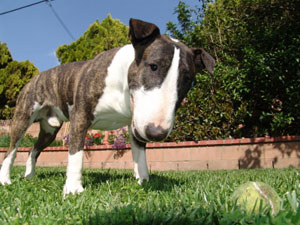 Bull Terrier