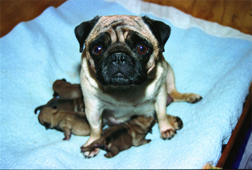 A mother pug and her puppies