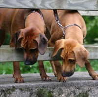 Rhodesian Ridgeback