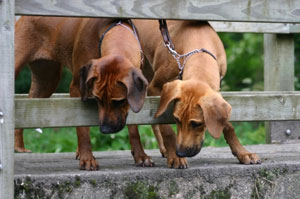 Rhodesian Ridgeback