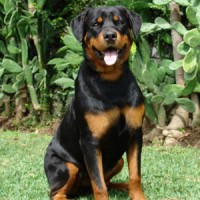 Rottweiler