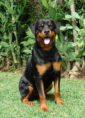 Rottweiler