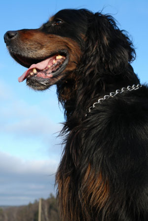 Gordon Setter