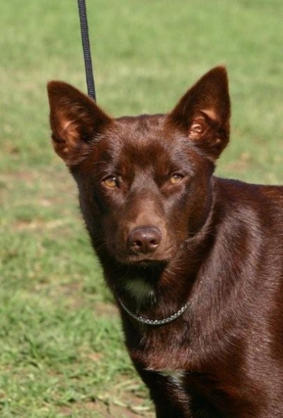 Australian Kelpie