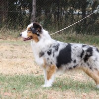 Australian Shepherd