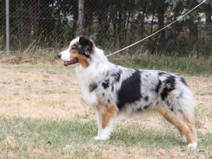 Australian Shepherd