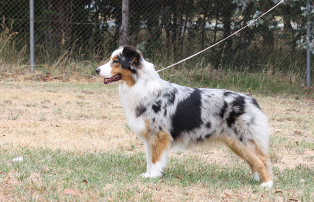 australian shepherd good and bad