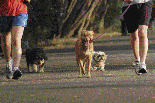 Dogs on walk