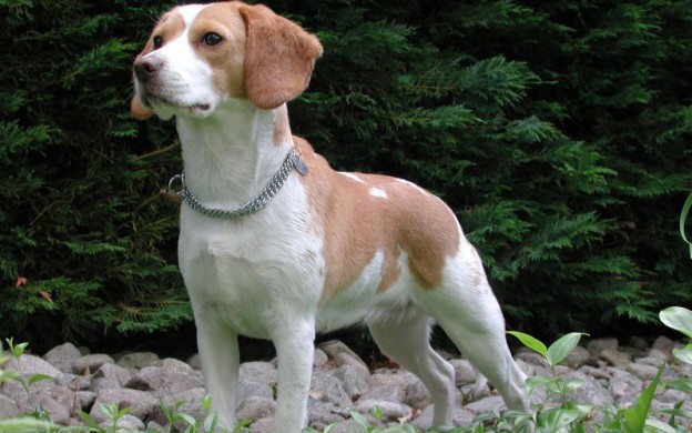 Beagle-adult