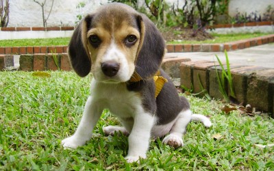 Beagle-pup