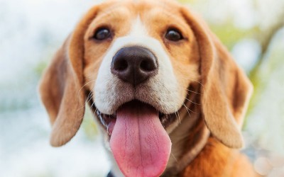 Beagle-puppy