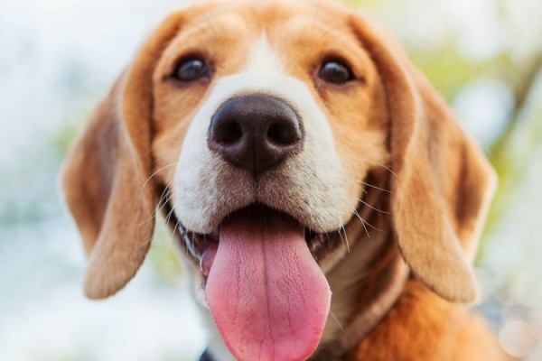 Beagle-puppy