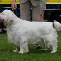 Clumber Spaniel