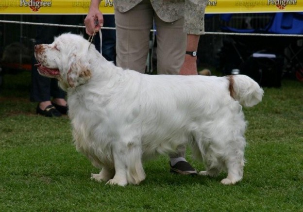 Clumber Spaniel